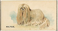 Maltese, from the Dogs of the World series for Old Judge Cigarettes, Goodwin & Company, Commercial color lithograph