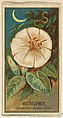 Moonflower (Ipomoea Bona Nox), from the Flowers series for Old Judge Cigarettes, Goodwin & Company, Commercial color lithograph
