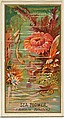 Sea Flower (Actinia Senilis), from the Flowers series for Old Judge Cigarettes, Goodwin & Company, Commercial color lithograph