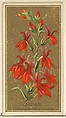 Cardinal (Lobelia cardinalis), from the Flowers series for Old Judge Cigarettes, Goodwin & Company, Commercial color lithograph