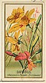 Daffodils (Narcissis Pseudo-Narcissus), from the Flowers series for Old Judge Cigarettes, Goodwin & Company, Commercial color lithograph