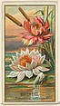 Water Lily (Nymphaea adorata), from the Flowers series for Old Judge Cigarettes, Goodwin & Company, Commercial color lithograph
