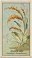 Golden Rod (Solidago Canadensis), from the Flowers series for Old Judge Cigarettes, Goodwin & Company, Commercial color lithograph