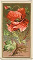 Poppy (Papaver Rhoeas), from the Flowers series for Old Judge Cigarettes, Goodwin & Company, Commercial color lithograph
