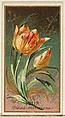 Tulip (Tulipa Gesheriana), from the Flowers series for Old Judge Cigarettes, Goodwin & Company, Commercial color lithograph