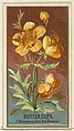 Buttercups (Ranunculus bulbosus), from the Flowers series for Old Judge Cigarettes, Goodwin & Company, Commercial color lithograph