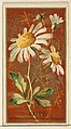 Daisy (Chrysanthemum leucanthemum), from the Flowers series for Old Judge Cigarettes, Goodwin & Company, Commercial color lithograph
