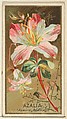 Azalia (Azalea Indica), from the Flowers series for Old Judge Cigarettes, Goodwin & Company, Commercial color lithograph