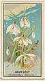 Snowdrop (Galanthus Nivalis), from the Flowers series for Old Judge Cigarettes, Goodwin & Company, Commercial color lithograph