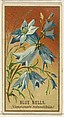 Bluebells (Campanula rotundifolia), from the Flowers series for Old Judge Cigarettes, Goodwin & Company, Commercial color lithograph