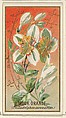 Mock orange (Philadelphus coronarius), from the Flowers series for Old Judge Cigarettes, Goodwin & Company, Commercial color lithograph