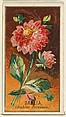 Dahlia (Dahlia Coccinea), from the Flowers series for Old Judge Cigarettes, Goodwin & Company, Commercial color lithograph
