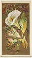Calla Lily (Richardia Nethiopica), from the Flowers series for Old Judge Cigarettes, Goodwin & Company, Commercial color lithograph