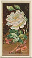 Bride Rose, from the Flowers series for Old Judge Cigarettes, Goodwin & Company, Commercial color lithograph