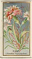 Pinks (Dianthus Caryophyllus), from the Flowers series for Old Judge Cigarettes, Goodwin & Company, Commercial color lithograph