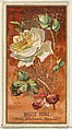 White Rose (Rose, Madame Plantier), from the Flowers series for Old Judge Cigarettes, Goodwin & Company, Commercial color lithograph
