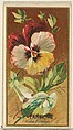 Pansy (Viola tricolor), from the Flowers series for Old Judge Cigarettes, Goodwin & Company, Commercial color lithograph