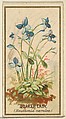 Quaker Lady (Houstonia caerulea), from the Flowers series for Old Judge Cigarettes, Goodwin & Company, Commercial color lithograph