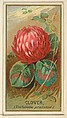 Clover (Trifolium pratense), from the Flowers series for Old Judge Cigarettes, Goodwin & Company, Commercial color lithograph