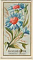 Bachelor's Button (Centaurea Cyanus), from the Flowers series for Old Judge Cigarettes, Goodwin & Company, Commercial color lithograph