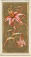 Tiger Lily (Lilium superbum), from the Flowers series for Old Judge Cigarettes, Goodwin & Company, Commercial color lithograph