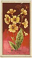 Primrose (Primula Vulgaris), from the Flowers series for Old Judge Cigarettes, Goodwin & Company, Commercial color lithograph