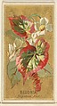 Begonia (Begonia Rex), from the Flowers series for Old Judge Cigarettes, Goodwin & Company, Commercial color lithograph