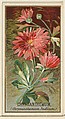 Chrysanthemum (Chrysanthemum Indicum), from the Flowers series for Old Judge Cigarettes, Goodwin & Company, Commercial color lithograph