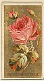 American Beauty Rose, from the Flowers series for Old Judge Cigarettes, Goodwin & Company, Commercial color lithograph