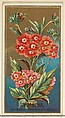 Verbena (Verbena chamaedrifolia), from the Flowers series for Old Judge Cigarettes, Goodwin & Company, Commercial color lithograph