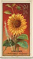 Sunflower (Helianthus annuus), from the Flowers series for Old Judge Cigarettes, Goodwin & Company, Commercial color lithograph