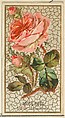 Moss Rose (Rosa Muscosa), from the Flowers series for Old Judge Cigarettes, Goodwin & Company, Commercial color lithograph