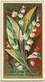Lily of the Valley (Convallaria Majalis), from the Flowers series for Old Judge Cigarettes, Goodwin & Company, Commercial color lithograph