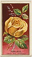 Pearl Rose (Perle des jardins), from the Flowers series for Old Judge Cigarettes, Goodwin & Company, Commercial color lithograph