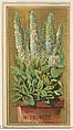 Mignonette (Reseda Odorata), from the Flowers series for Old Judge Cigarettes, Goodwin & Company, Commercial color lithograph