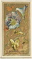 Morning Glory (Convolvalus arrensis), from the Flowers series for Old Judge Cigarettes, Goodwin & Company, Commercial color lithograph
