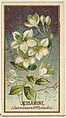 Jessamine (Jasminum Officinale), from the Flowers series for Old Judge Cigarettes, Goodwin & Company, Commercial color lithograph