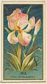Iris (Iris Germanica), from the Flowers series for Old Judge Cigarettes, Goodwin & Company, Commercial color lithograph