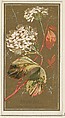 Snowball (Viburnum Oputus), from the Flowers series for Old Judge Cigarettes, Goodwin & Company, Commercial color lithograph
