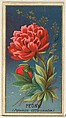 Peony (Paeonia Officinatis), from the Flowers series for Old Judge Cigarettes, Goodwin & Company, Commercial color lithograph