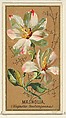Magnolia (Magnolia Soulangeana), from the Flowers series for Old Judge Cigarettes, Goodwin & Company, Commercial color lithograph