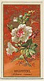 Hollyhocks (Althea rosea), from the Flowers series for Old Judge Cigarettes, Goodwin & Company, Commercial color lithograph