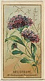 Heliotrope (Heliotropium Peruvianum), from the Flowers series for Old Judge Cigarettes, Goodwin & Company, Commercial color lithograph