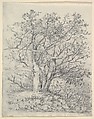 Study for Three Trees, John Crome (British, Norwich 1768–1821 Norwich), Graphite, soft ground etching on the verso