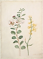 Study of Capers, Gorse, and a Beetle, Maria Sibylla Merian  German, Watercolor, white gouache, on vellum