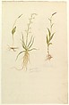 Botanical Studies (recto); Botanical Studies (verso), Anonymous, French, 19th century, Watercolor over graphite