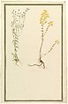 Botanical Studies, Anonymous, French, 19th century  French, Watercolor over graphite