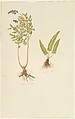 Botanical Studies (recto); Botanical Studies (verso), Anonymous, French, 19th century, Watercolor over graphite