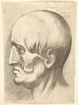 Male head in profile to left with muscles exposed, Wenceslaus Hollar  Bohemian, Etching; only state