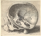 Sectioned skull in profile to left with the left side of the cranium removed, Wenceslaus Hollar  Bohemian, Etching: only state